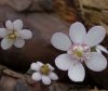 Hepatica japonica K...